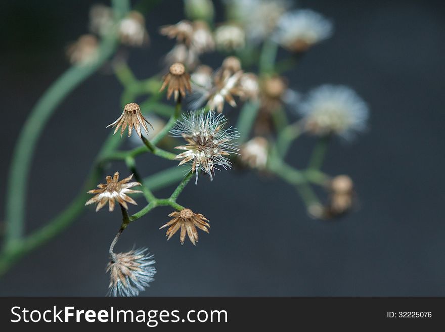 Little Iron Weed ,the well known as a medicinal plant.