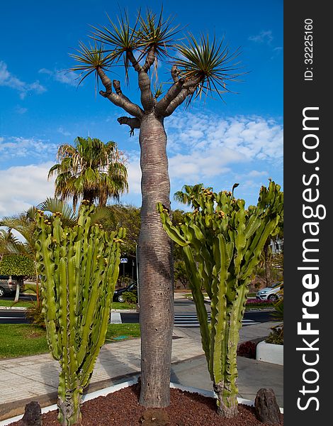 Small dragon tree (dracaena), Tenerife, Spain. Small dragon tree (dracaena), Tenerife, Spain