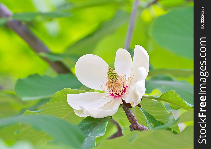 Closeup of flower of Japanese whitebark magnolia (Magnolia obovata) in National botanic garden in Kiev. Closeup of flower of Japanese whitebark magnolia (Magnolia obovata) in National botanic garden in Kiev
