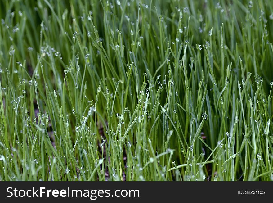 Close up of fresh grass with water drops in the early morning