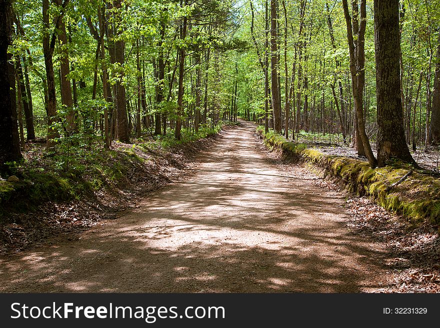 A gravel road through a forest.