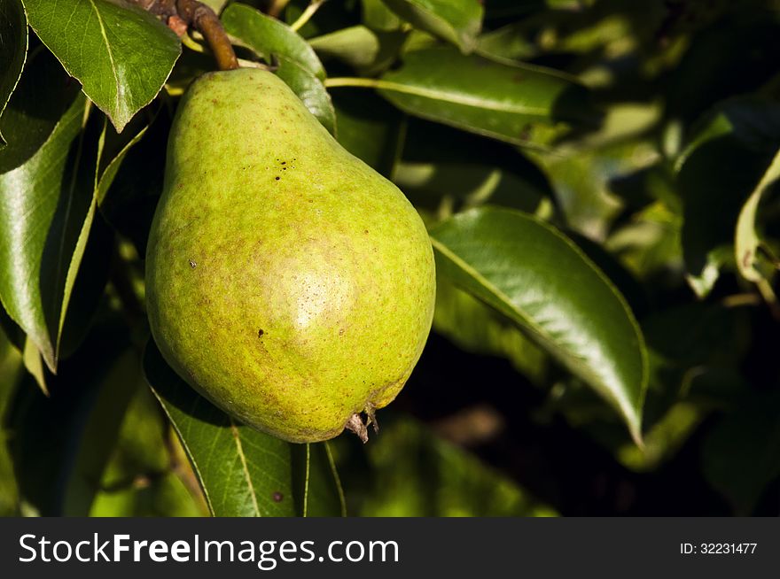 Green pear hanging on a tree with leaves in the background