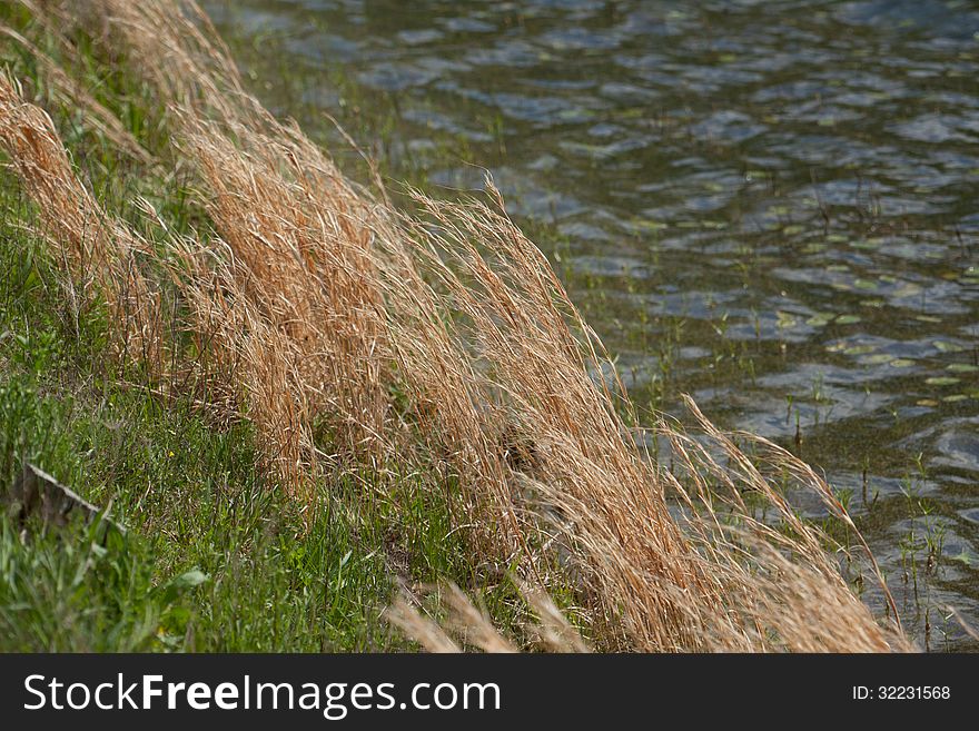 Dried grass blowing in a breeze beside a river.