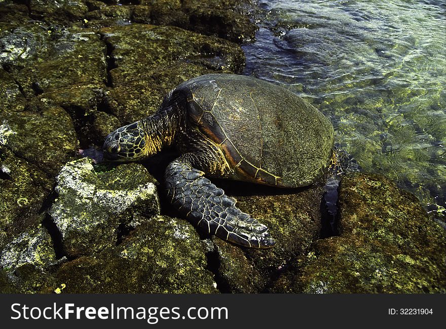 A Hawaiian sea turtle getting some sun.