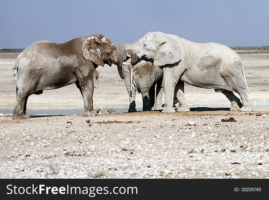 Elephants playing in etosha nateonal park, namibia