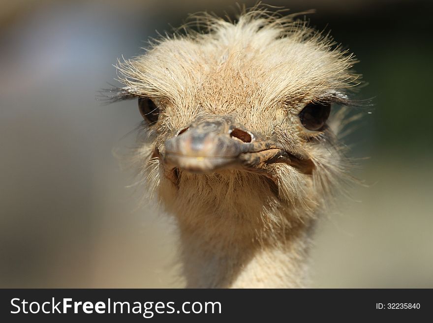 Female ostrich in etosha national park, namibia. Female ostrich in etosha national park, namibia