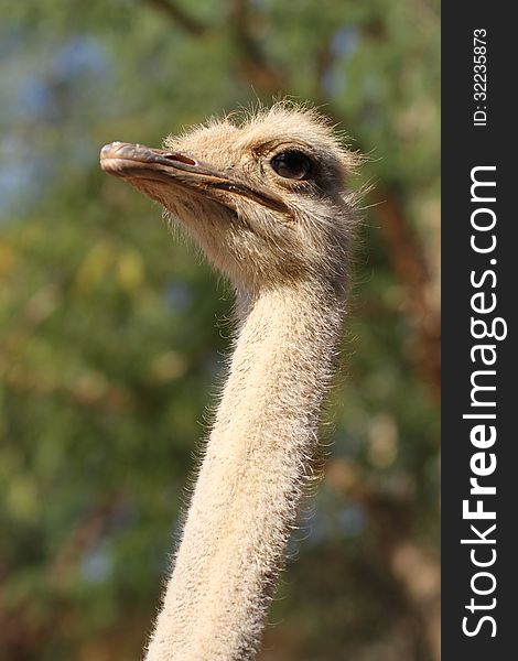 Female ostrich in etosha national park, namibia. Female ostrich in etosha national park, namibia