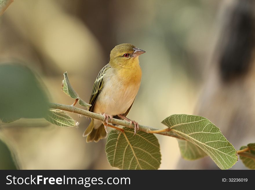 Yellow Canary sitting in a tree. Kunene river, Namibia. Yellow Canary sitting in a tree. Kunene river, Namibia.