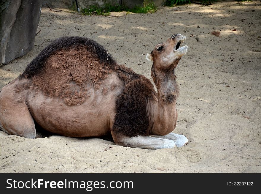 A camel at the zoo in Antwerp.