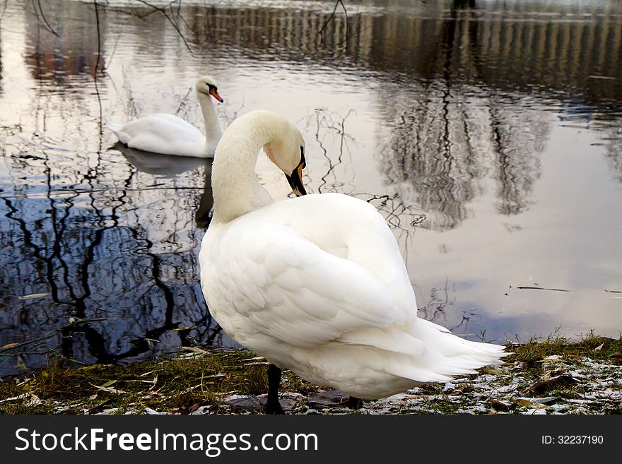 Combining two elements: air and water, Swan is the bird life, and embodying the sunset of the day - the Sun. Combining two elements: air and water, Swan is the bird life, and embodying the sunset of the day - the Sun.