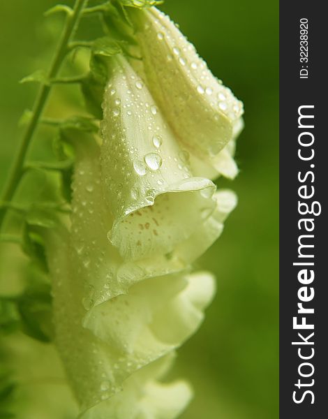 White bell flower close-up after the rain. White bell flower close-up after the rain