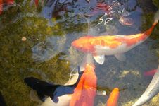 Koi Pond Royalty Free Stock Images Koi Pond Royalty Free Stock Images
