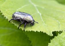 Chafer &x28;lat. Cetoniinae&x29; . Royalty Free Stock Photos Chafer &x28;lat. Cetoniinae&x29; . Royalty Free Stock Photos