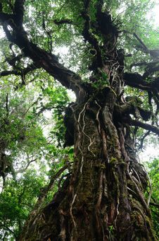 Big Tree In Rain Forest Royalty Free Stock Image