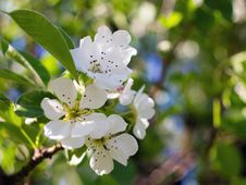 Flowering Pear Royalty Free Stock Photos Flowering Pear Royalty Free Stock Photos