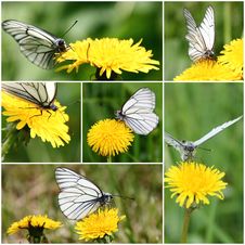 White Butterfly Collage Stock Image White Butterfly Collage Stock Image
