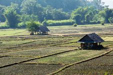 Paddy Field In Countryside Royalty Free Stock Photography