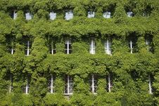 Leaf Covered Windows In Gdansk Stock Image Leaf Covered Windows In Gdansk Stock Image