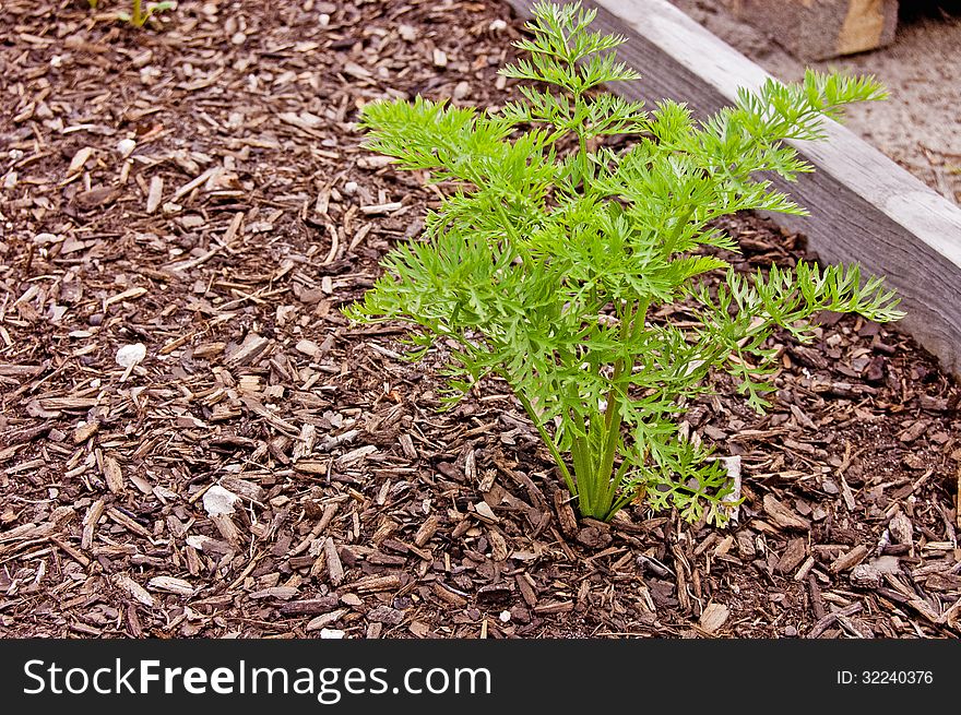 Single carrot plant growing in the garden.