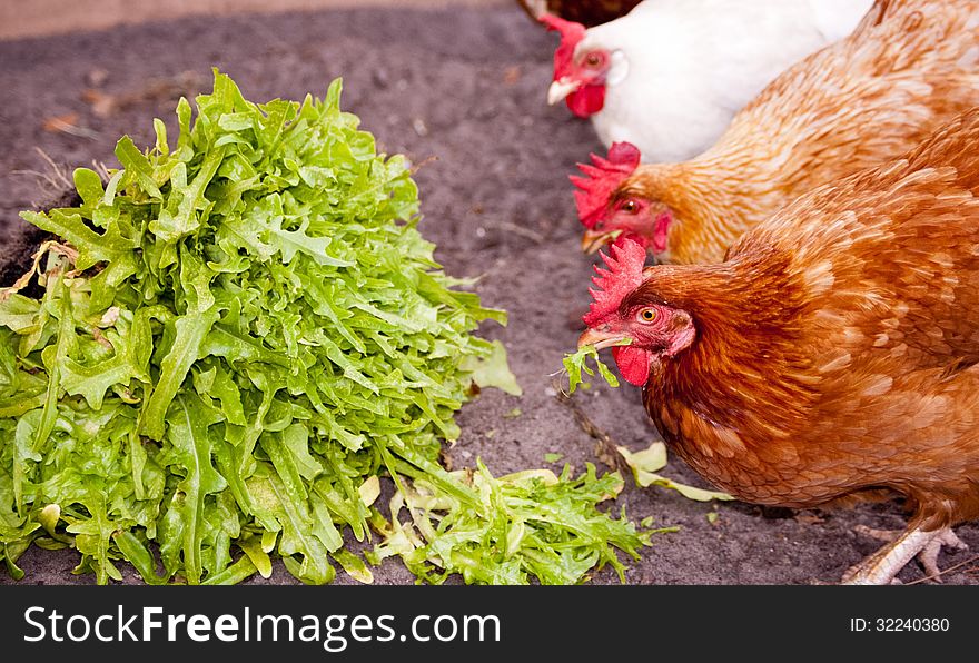 Chickens eating lettuce from the garden.