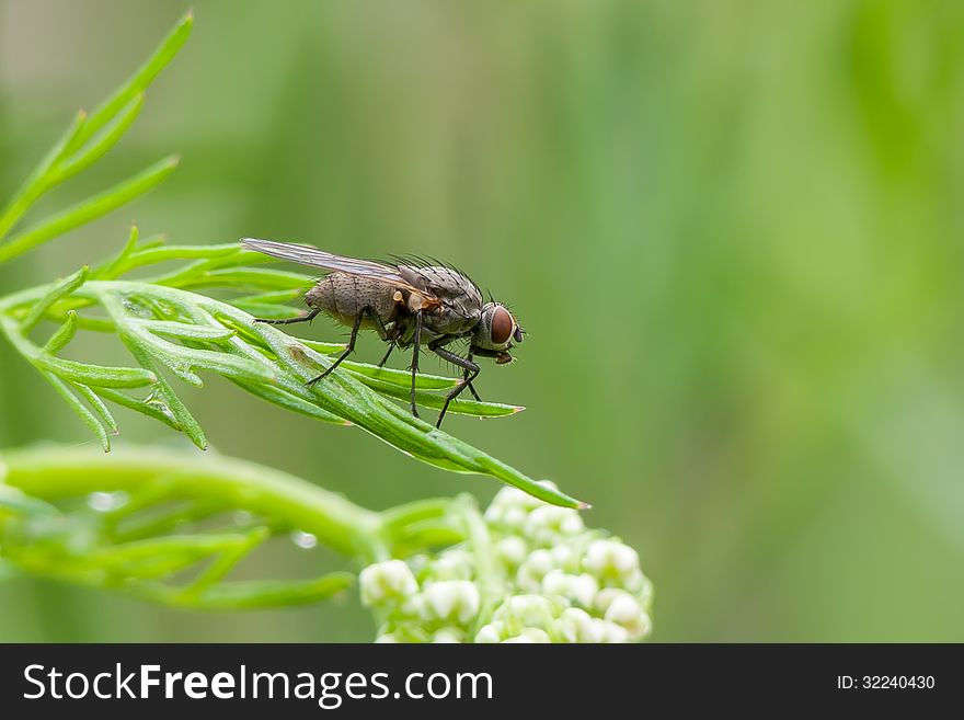 Fly sitting on a green grass.