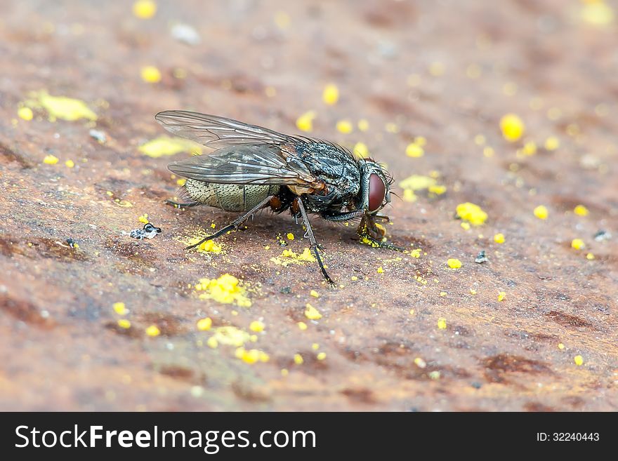 Fly fedding on a rusted tin.