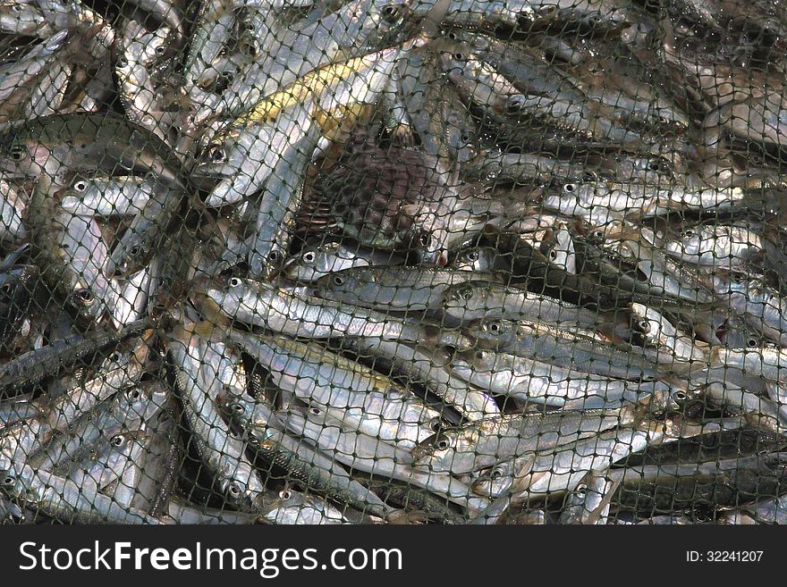 Fishing - live fish caught in the net in Karnataka