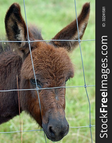 A young donkey peering through a fence. A young donkey peering through a fence.