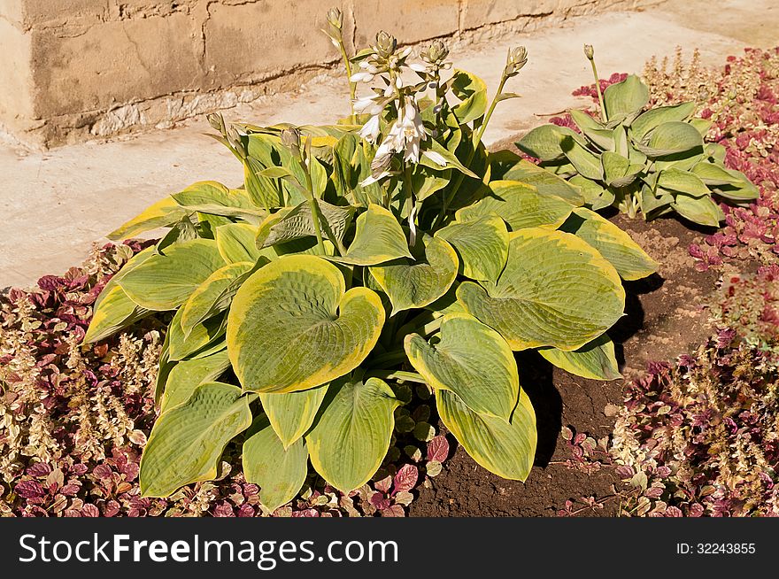 Green with yellow edge leaves flowering hosta near the wall