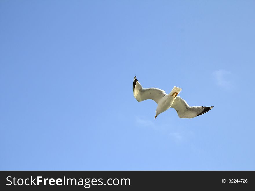 Seagull in the sky, as the flight of the dream. Seagull in the sky, as the flight of the dream.