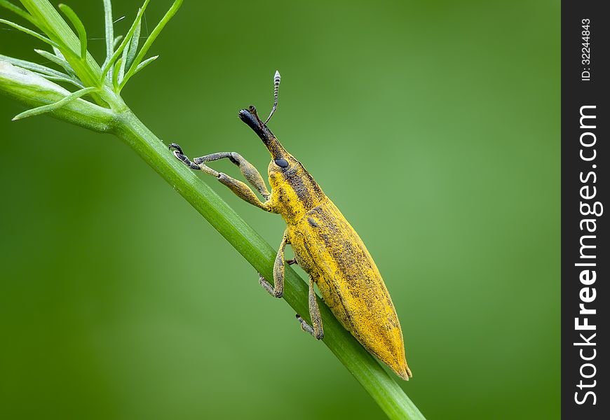 The Yellow Weevil (Lixus iridis) on a grass stem.