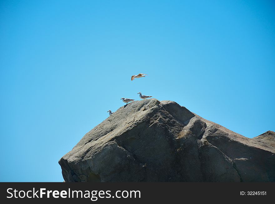 Seagull soaring in the sky above the rock