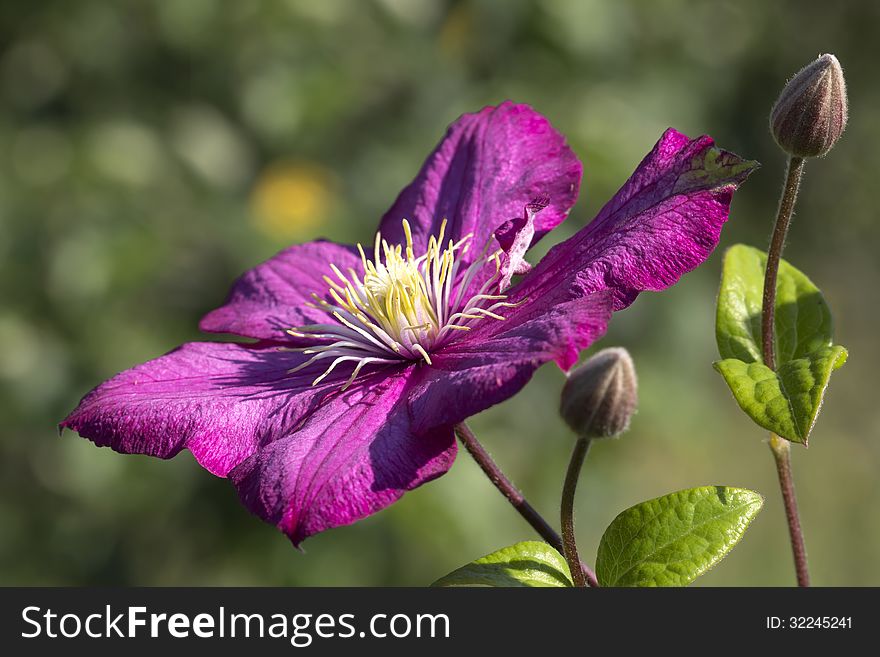 Climbing plant with purple, white, and crimson flowers the size of 10 - 15 cm. Climbing plant with purple, white, and crimson flowers the size of 10 - 15 cm