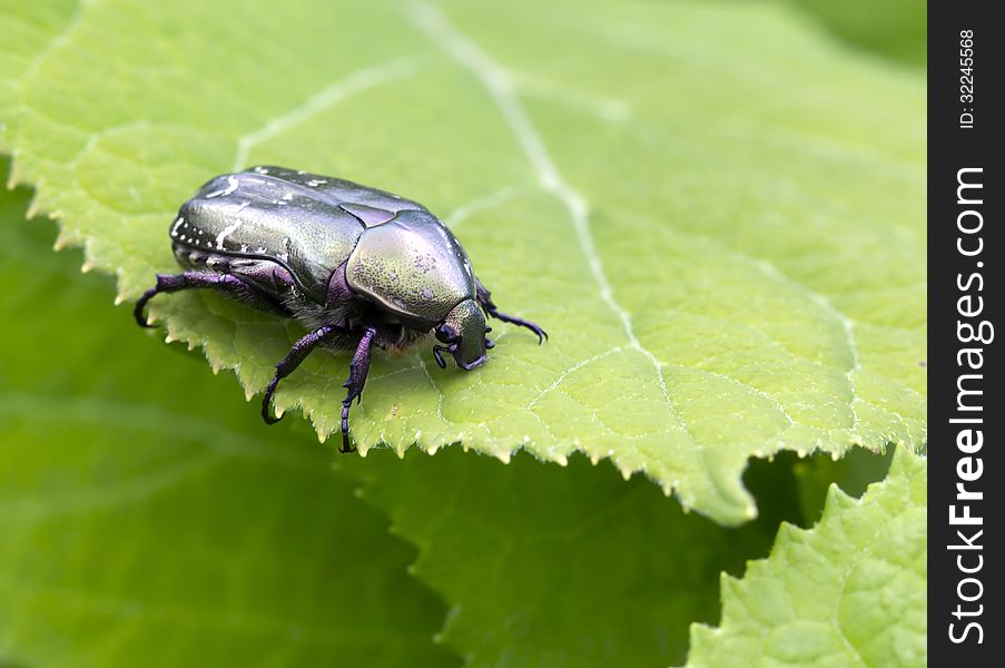 Chafer (lat. Cetoniinae) - beetles subfamily of the family of scarabeid. Characterized by a metal coating. Chafer (lat. Cetoniinae) - beetles subfamily of the family of scarabeid. Characterized by a metal coating