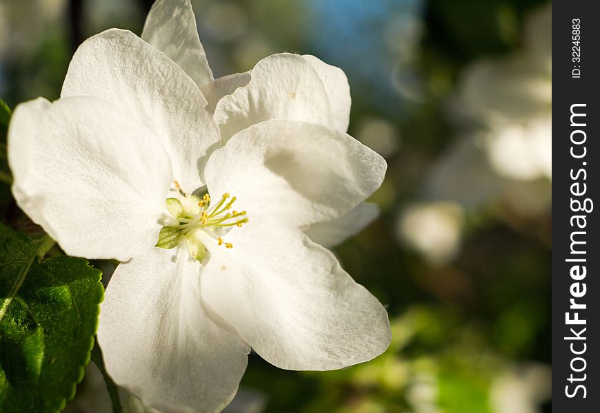 Branch of apple blossoms in spring