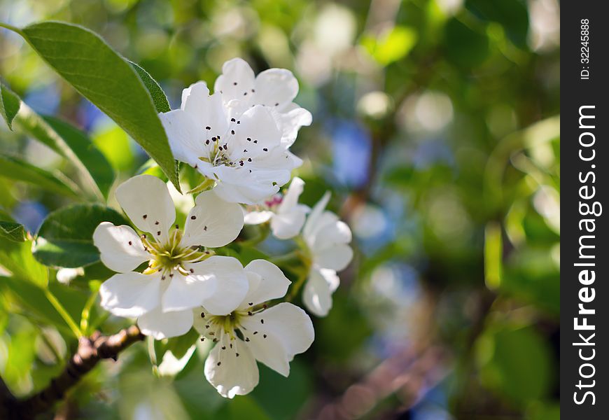 A branch of pear blossoms in spring. A branch of pear blossoms in spring
