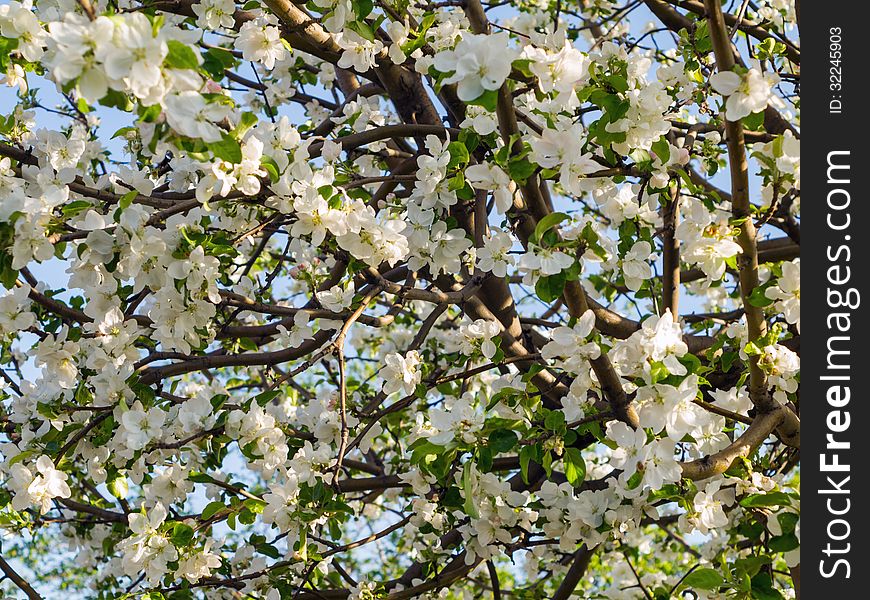 Crohn's blooming apple trees in spring. Crohn's blooming apple trees in spring