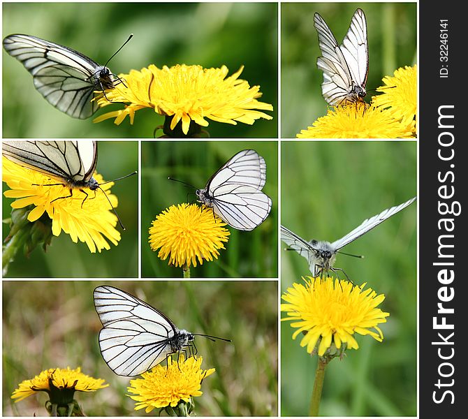 Collage of images of white butterflies on meadow flowers. Collage of images of white butterflies on meadow flowers