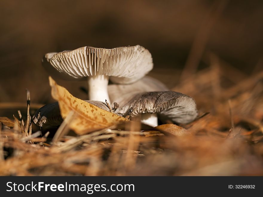 Tiny mushrooms in the Autumn wood. Tiny mushrooms in the Autumn wood