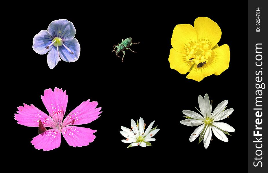 A few isolated flowers on a black background. A few isolated flowers on a black background