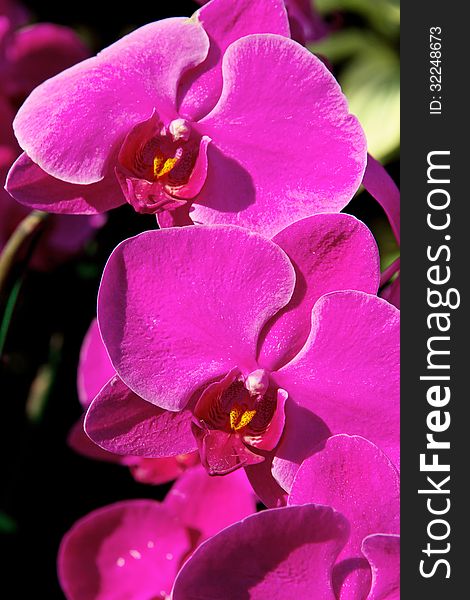 Close up of blossom violet vanda orchid