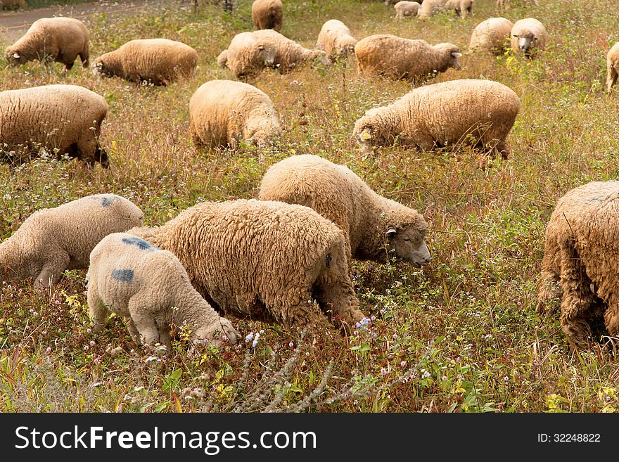 Image of Lambs grazing in a green field