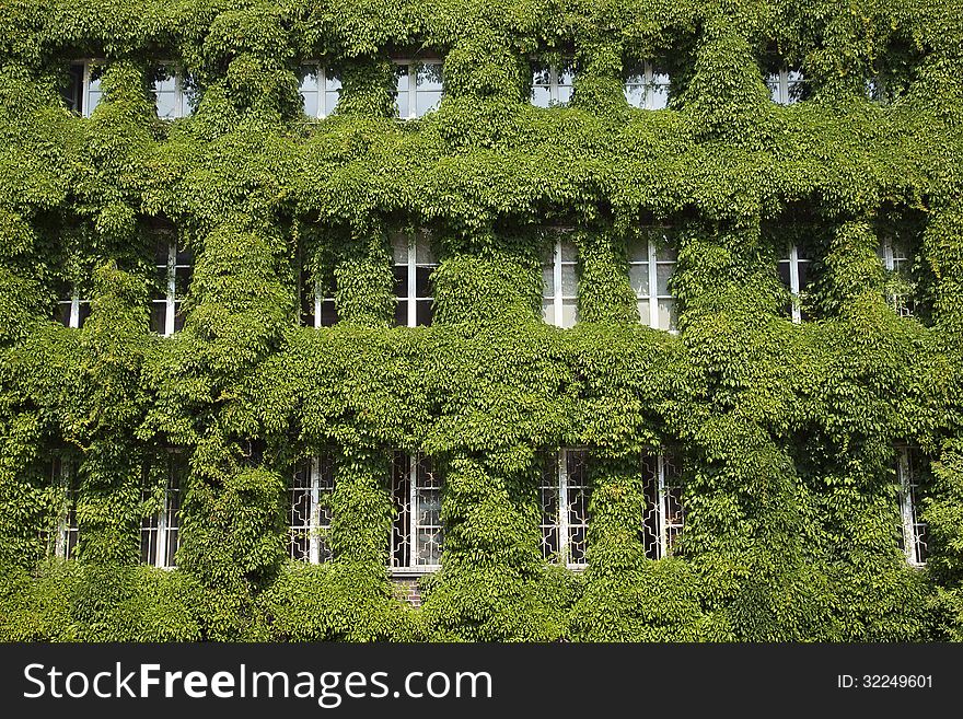 This is an image of a building covered in ivy in the Old Town (Stare Miasto) quarter of Gdansk. This is an image of a building covered in ivy in the Old Town (Stare Miasto) quarter of Gdansk.