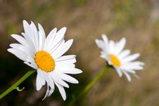 Daisies Royalty Free Stock Image Daisies Royalty Free Stock Image
