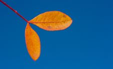 Autumn Leaves Royalty Free Stock Images Autumn Leaves Royalty Free Stock Images
