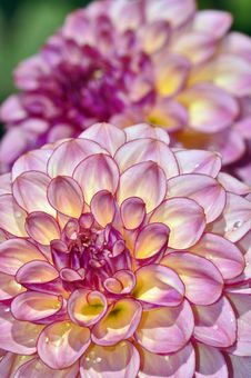 Pink Dahlia Royalty Free Stock Images Pink Dahlia Royalty Free Stock Images