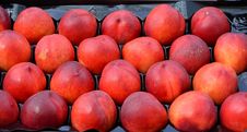 Nectarines Stock Photography Nectarines Stock Photography