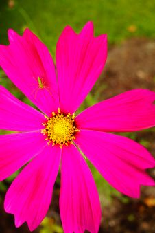 Hot Pink Cosmos And Bright Green Bug And Grass Royalty Free Stock Photo