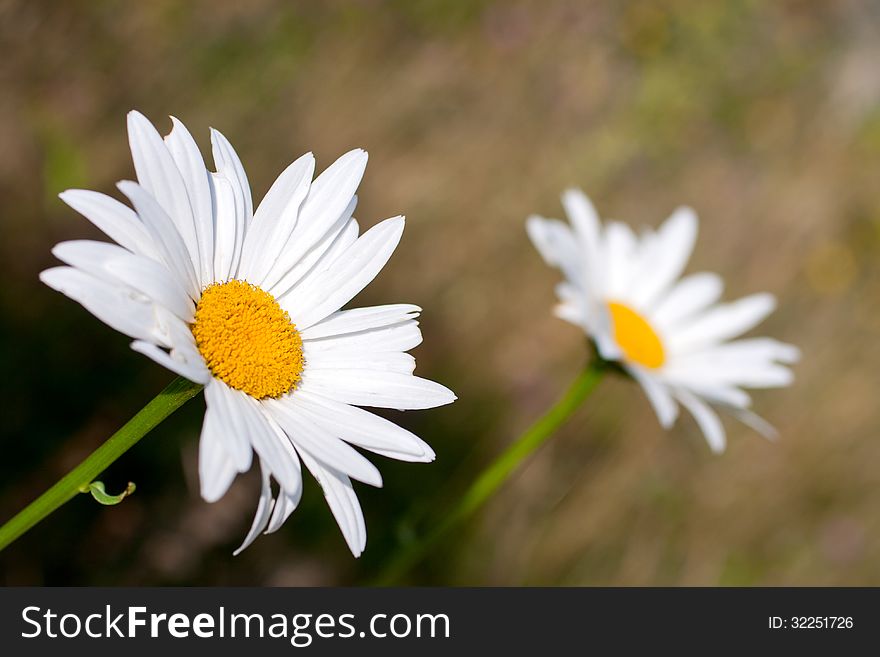 Two beautiful daisies in the field