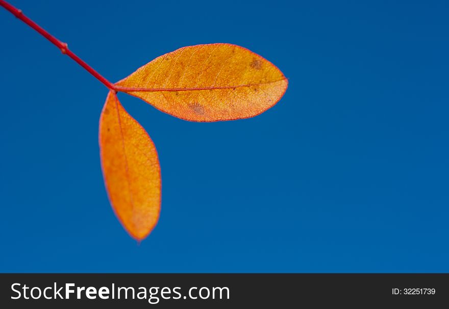 Colourful autumn leaves against blue sky